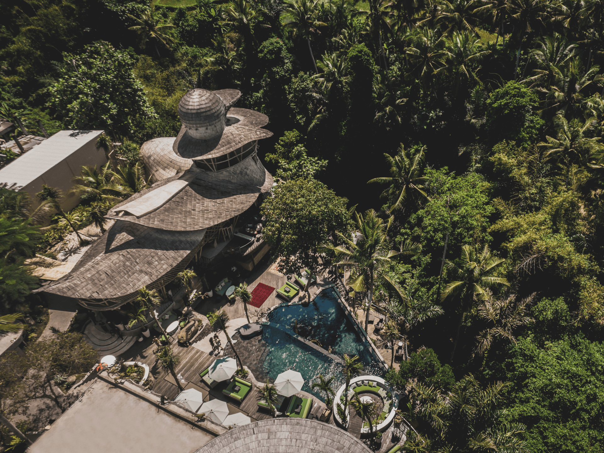 The Jungle Club