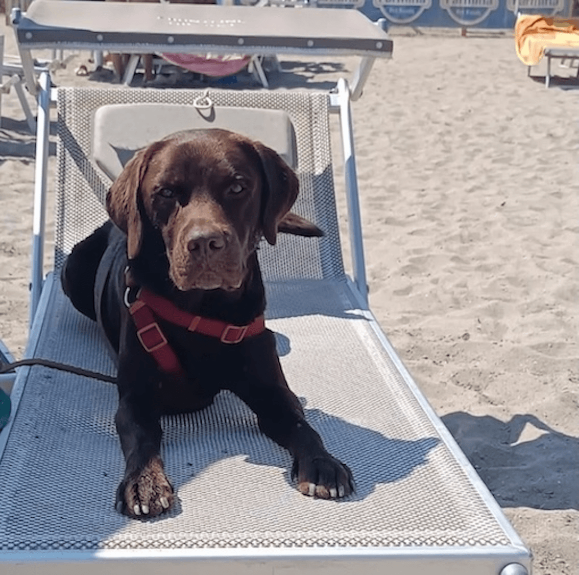 Photo La Spiaggia di Pippo