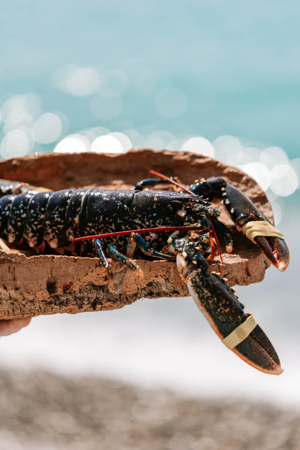 Ruhl Plage - Photo 4