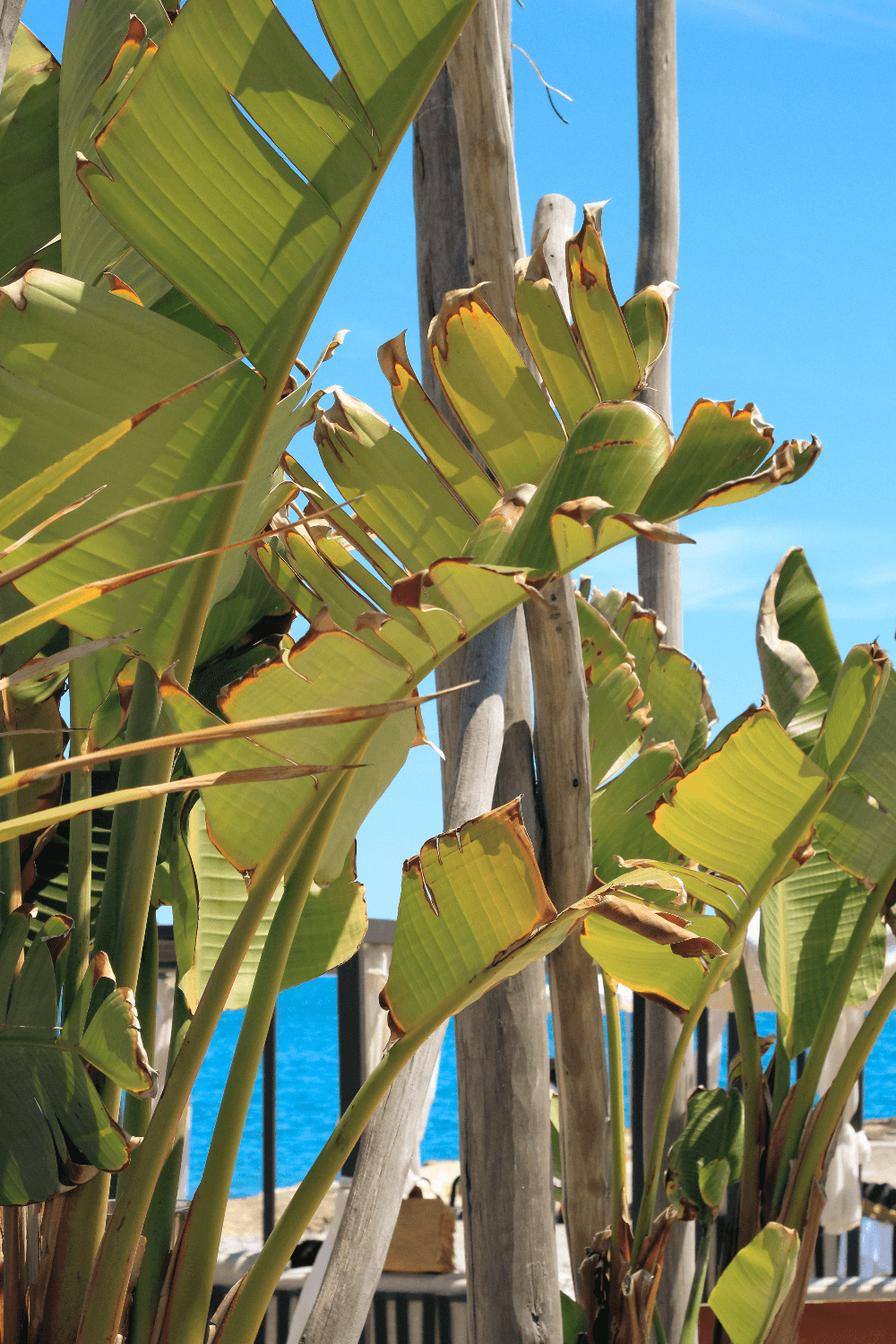 Les Canailles - Photo 2