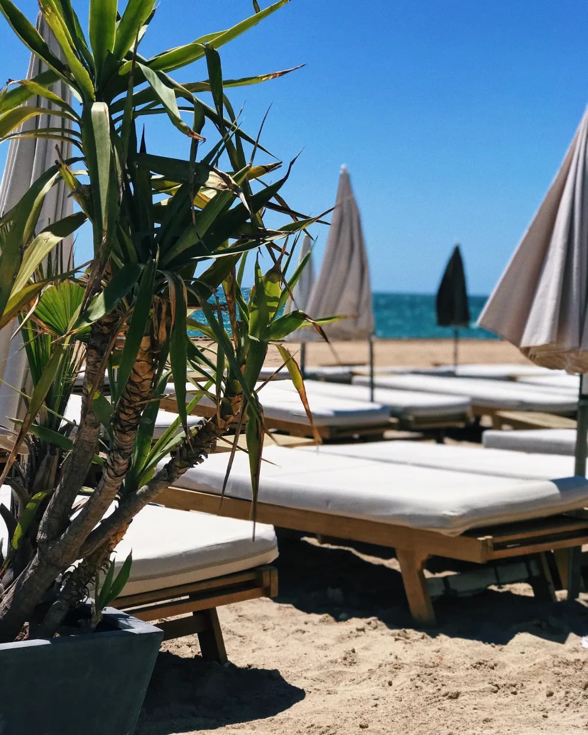 La Canopée - Photo 5