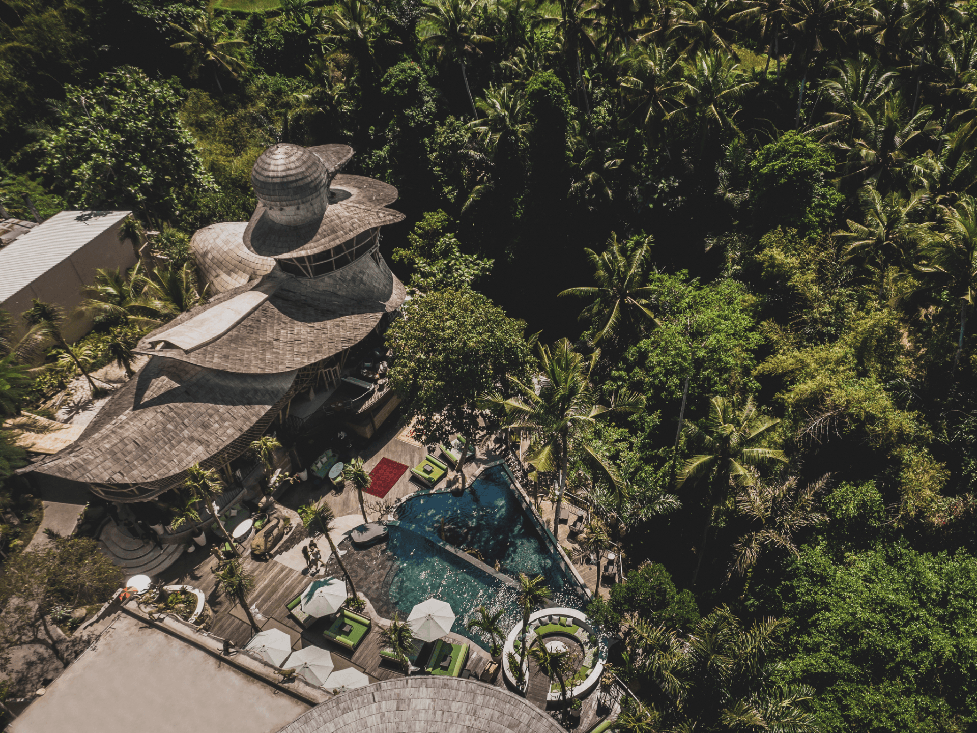 The Jungle Club - 1